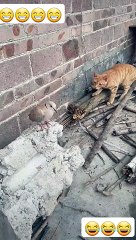 ----cat funny short video _viral _ _shortvideo