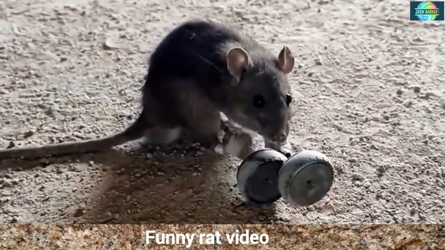 How to Train a Rat to Do Tricks (EASY)