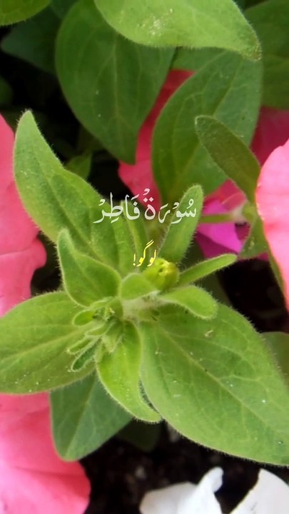 #Islamic Teachings"#Islam#Quran#Surah#taqareer#fly