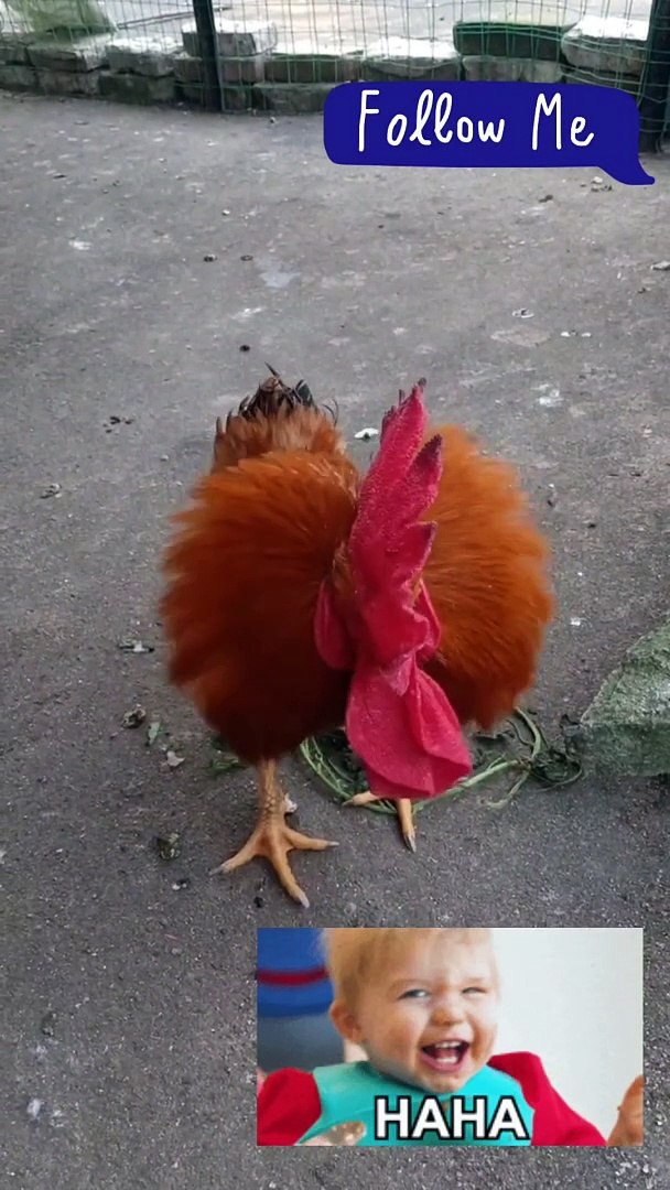 Funny pets | funny video