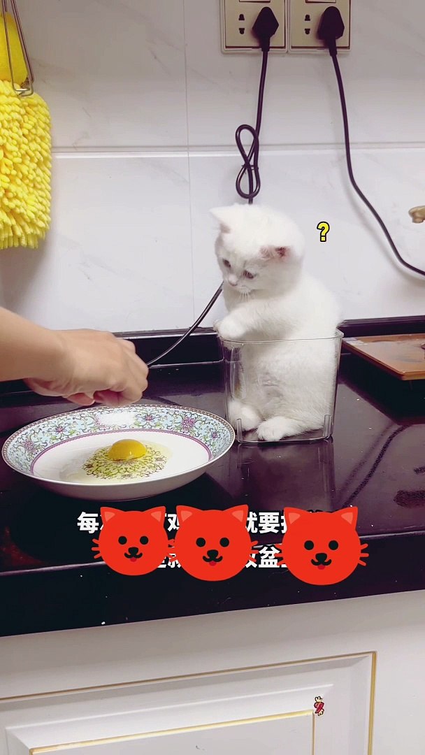 ⁣Best pets video