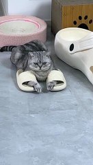 Cat Puts His Feet in Shoes - Adorable Cat Behavior!