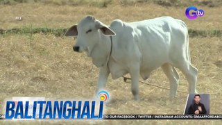 Pag-import na baka mula U.K., ipinagbawal ng D.A.  dahil sa mad cow disease cases doon | BT