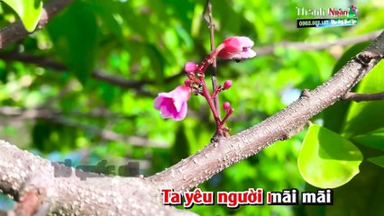 Tình Đất Đỏ Miền Đông Karaoke  Beat Cha Cha 2019 - Nhạc Sống Thanh Ngân