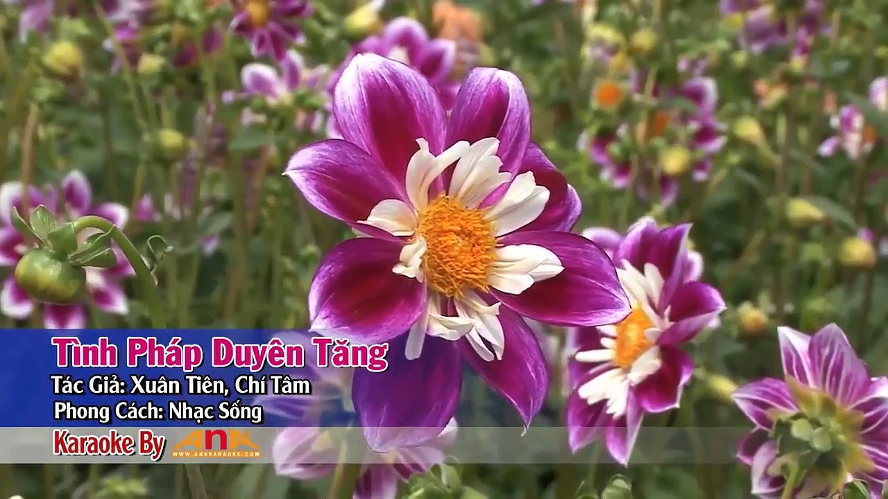 TÌNH PHÁP DUYÊN TĂNG KARAOKE HD