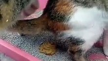 PET'S ARE FAMILY ! CAT LOVERS ' 