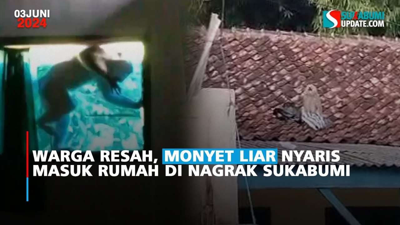 Warga Resah, Monyet Liar Nyaris Masuk Rumah di Nagrak Sukabumi