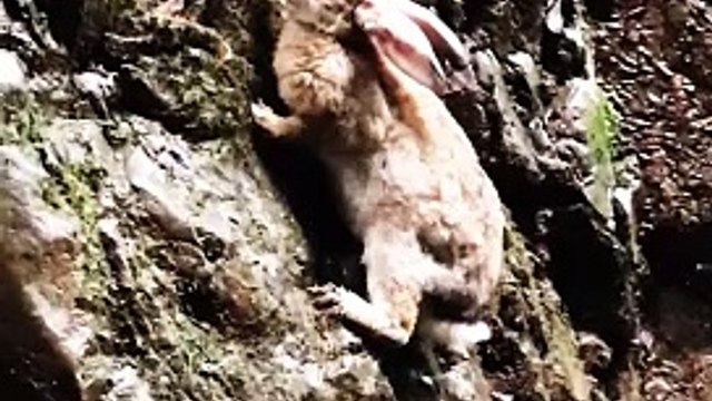 Brave rabbit