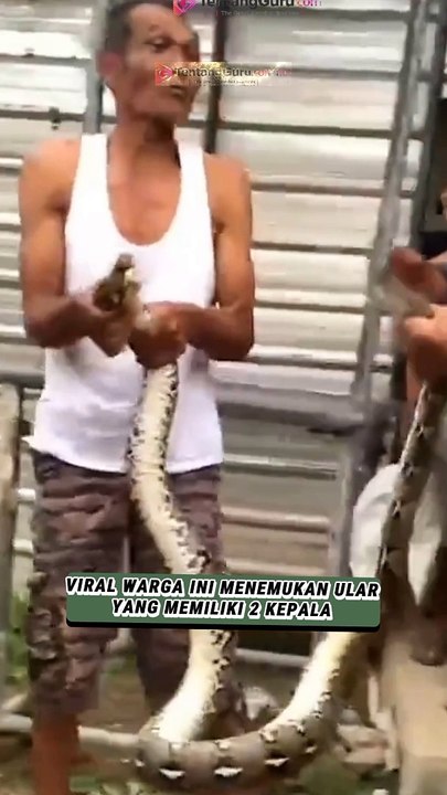 VIRAL WARGA INI MENEMUKAN ULAR YANG MEMILIKI 2 KEPALA