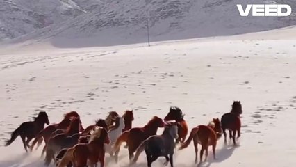 The life and behavior of wild horses