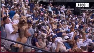 AFICIONADOS ASISTIERON AL PARTIDO DE LOS ANGELES DODGERS CON SUS PERROS