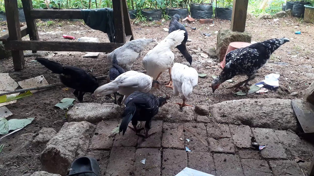 Makan ayam