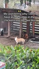 Wonder why there were no eggs?