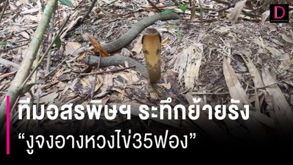 ทีมอสรพิษฯ ย้ายรัง "งูจงอางหวงไข่35ฟอง" ตะลึงกำลังเขมือบงูสิง | HOTSHOT เดลินิวส์ 03/06/67