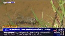 Normandie: un crapaud en voie d'extinction sauvé in extremis dans l'Eure