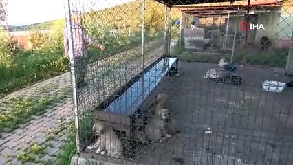 Bir ilimiz vahşete uyandı: Onlarca sokak köpeğini katlettiler