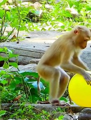 Monkey ka kamal dekho