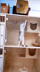 Cat Dancing Inside a Box - Hilarious Feline Antics!