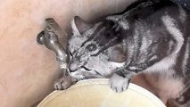 Thirsty Kitty Quenches Thirst Under Running Faucet - Adorable Cat Drinking Water