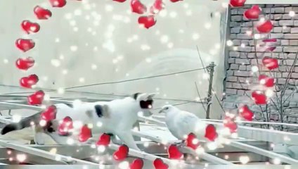 Unexpected Friendship: Cat Cuddles Dove Instead of Hunting