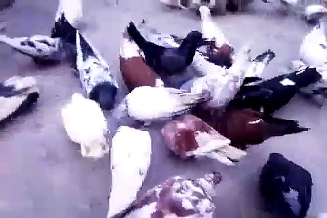 My_pigeons_Family