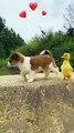 Funny|funny animals|funny animals video|comedy|animals
