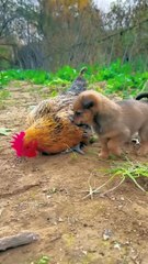 Funny*funny animals*funny animals video*comedy