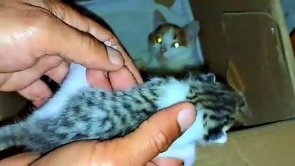 A mother cat breastfeeds her newborn kittens.  Baby kittens are so cute.