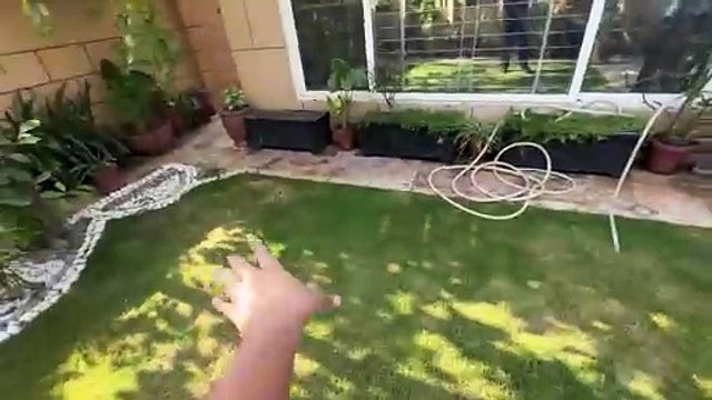 Aroob Ka Shippu Wapis Aageya _ Qurbani Ke Liye Mandi Se Sheep Le Aye ❤️, Ducky Bhai