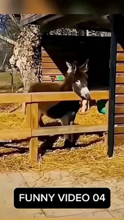 Funny video 04