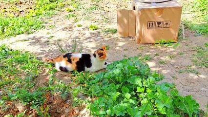 A pregnant cat and a male cat rest together.  Cats are resting.