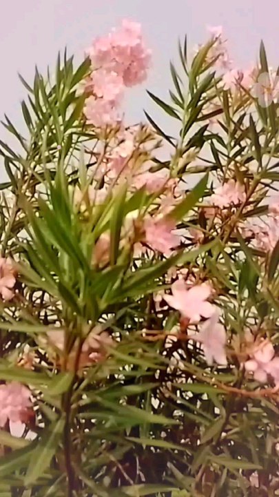Sweet blossom