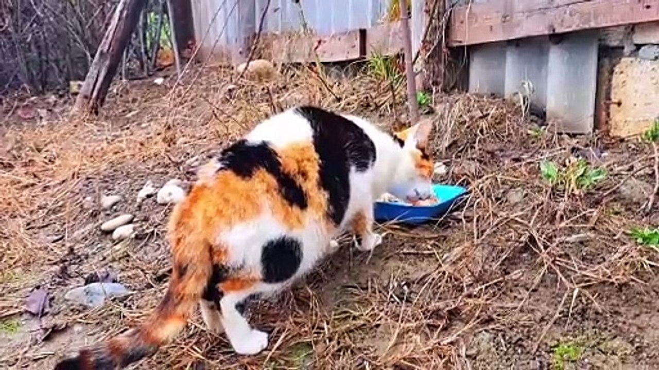 Cute pregnant cat eating food.  The cat was very hungry.