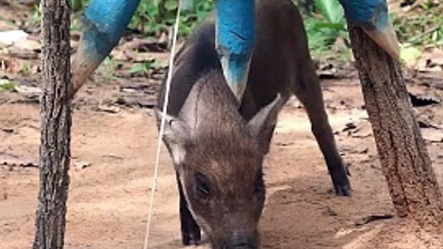 Amazing New wild boar trap 2024 using sharp wood #shorts #pigtrap #wildboartrap