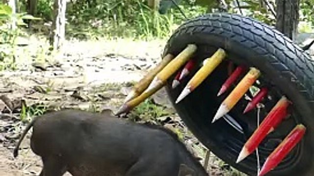 Best Creative Wild Pig Trap Using Tires #shorts #pigtrap #wildboartrap
