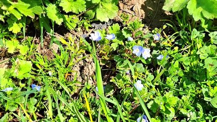 A cute cat pooped and then covered the poop. Smart cat.