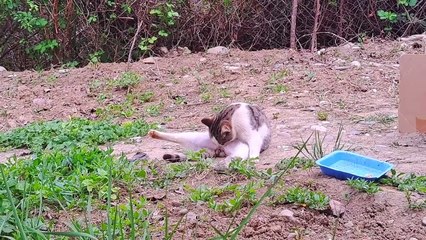 A Male Cat wants to Mate  But the Female Cat does not allow