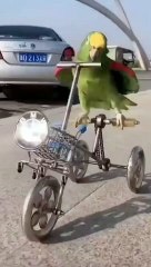 Parrot video funny parrot