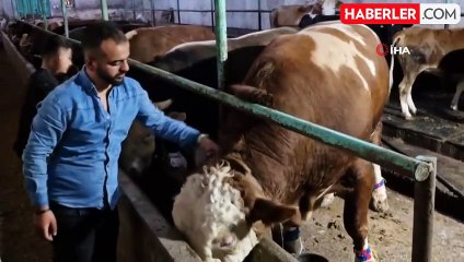 1 tonluk 'Paşa' alıcısını bekliyor