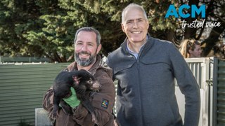 Eight Tasmanian devils find new homes in the USA (3/6/2024)