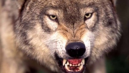 Facts About Wolf