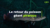 Le retour du poisson géant pirarucu