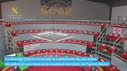 Frustrada una pelea de gallos en una finca agrícola de Murcia