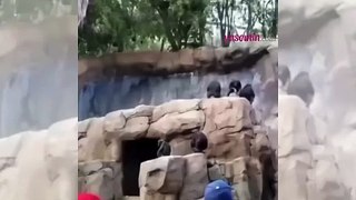 İnsanlara taş atan yavru maymun annesinden dayak yedi!