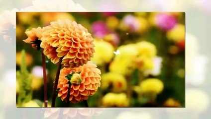 VALDO CILLI TITRE UNE HISTOIRE D'AMOUR