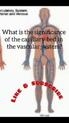 Vascular system