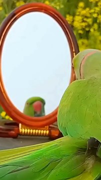 Talking parrots | Cute Talking