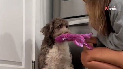 Ce chien de refuge n'a jamais joué de sa vie : 244K personnes hallucinent devant ses progrès  (vidéo)