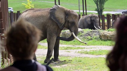 Two elephants join the herd at West Midlands Safari Park