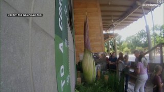 شاهد: الزوار يتدفقون على حديقة حيوان ناشفيل لمشاهدة نبتة استوائية مهددة بالانقراض